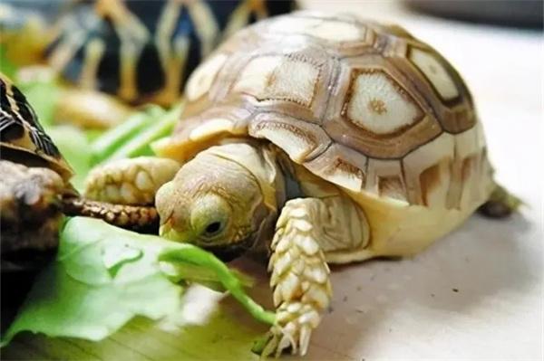 怎么判断乌龟是不是生病了？