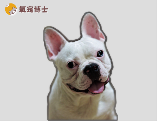狗狗大便幹硬如何調治？在家可以試試這些方法