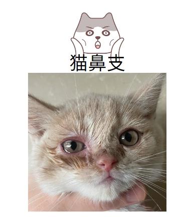 猫咪的隐形杀手：解析猫鼻支