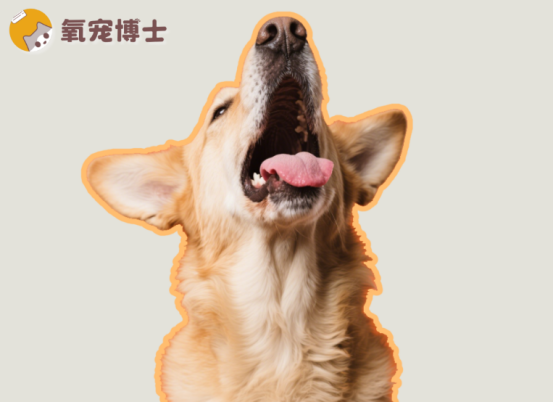 狗狗發(fā)出咔咔聲像干嘔？背后原因不簡單，寵主必看！