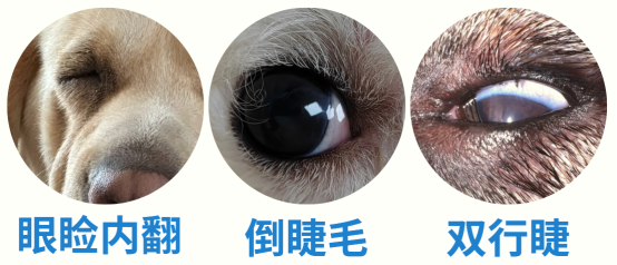 狗狗老是流眼淚怎么回事？