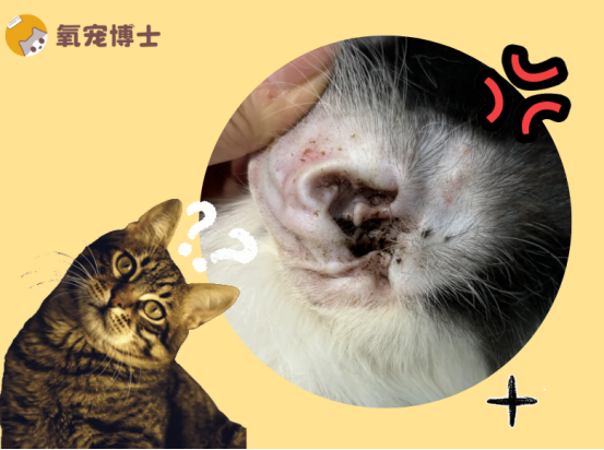 猫耳螨用什么药治疗最彻底？