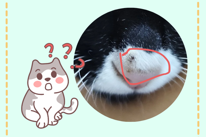 猫咪鼻子上有黑痂是猫癣吗？