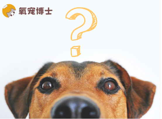 狗狗呕吐黄水泡沫