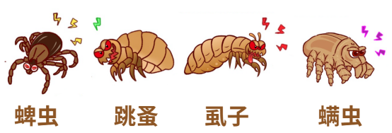 猫咪体外寄生虫