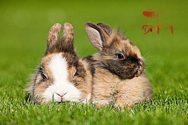 兔子拉稀了，宠主可以怎样帮助兔子缓解？