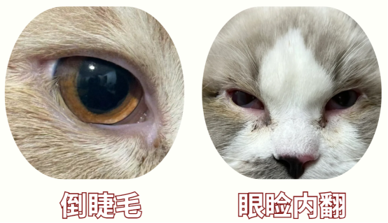 猫咪眼睛老是流眼泪有分泌物怎么回事？