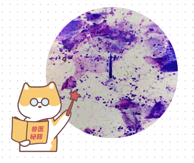 狗狗耳朵感染馬拉色菌