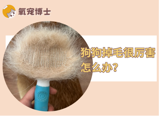 一摸一手毛？狗狗掉毛很厉害怎么办？