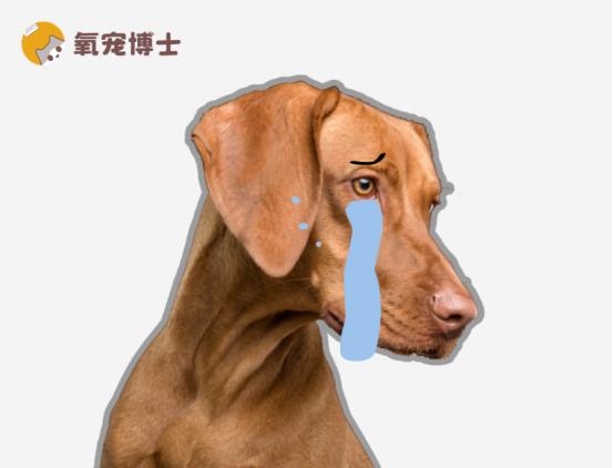 狗狗尿路感染吃什么药？