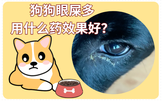 狗狗眼屎多？用什么藥才能既安全又有效？