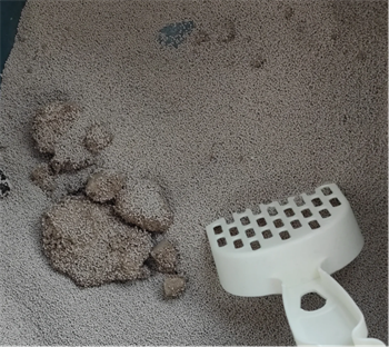 国产猫砂测评