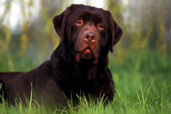 法老王獵犬飼養方法