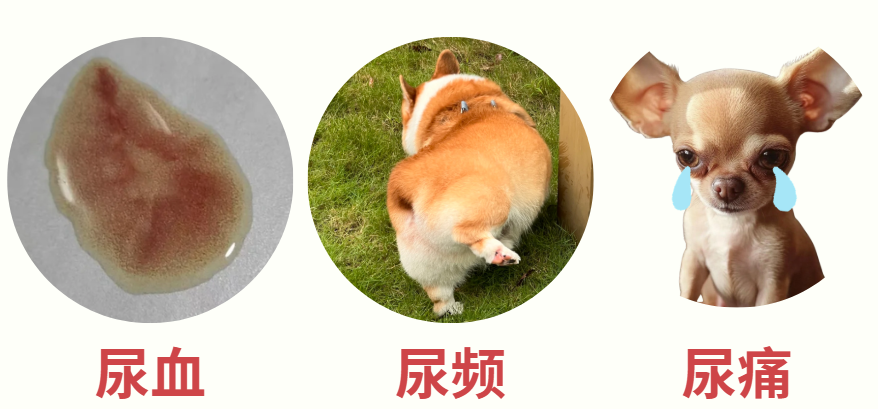 狗狗尿道發(fā)炎吃什么藥？