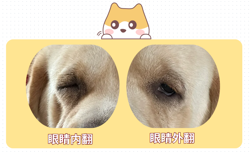 猫流眼泪眼屎多用什么眼药水？