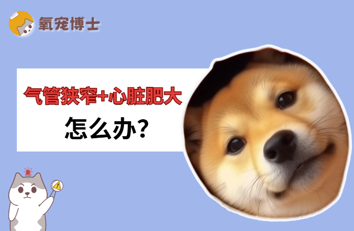 狗狗气管狭窄心脏肥大怎么办？