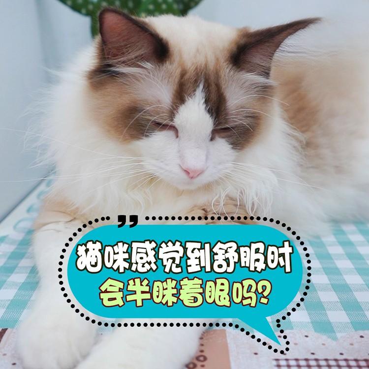 猫咪半咪眼是什么情况？