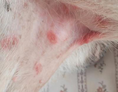 狗狗大腿內側有紅疹子，究竟是什麼東西？