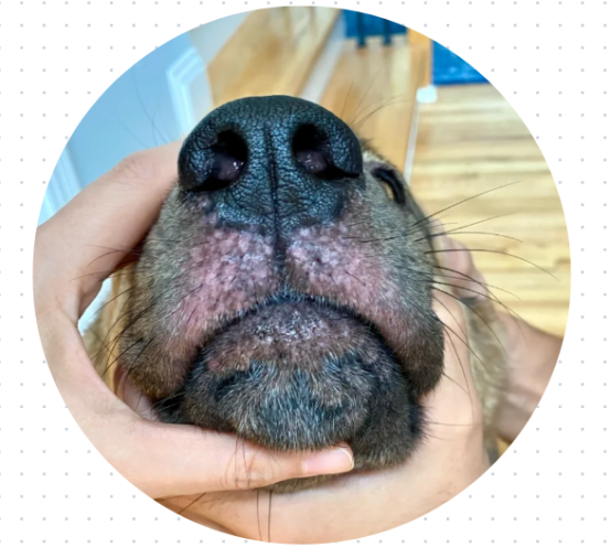 狗狗流鼻涕怎么回事？