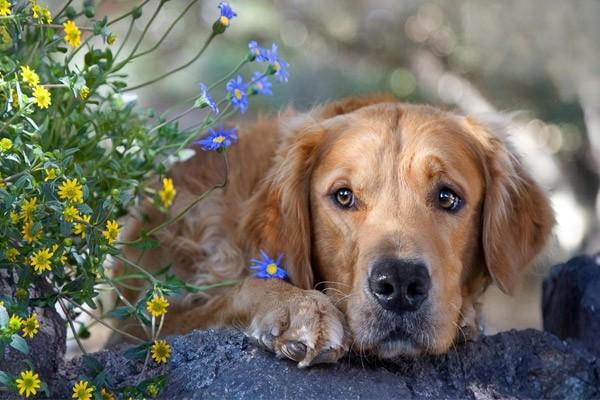 金毛寻回犬掉毛程度