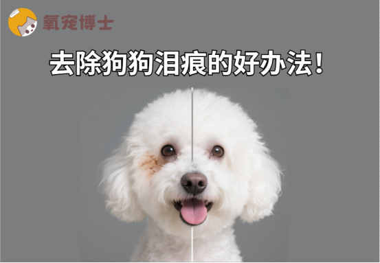 彻底去除狗狗泪痕的好办法