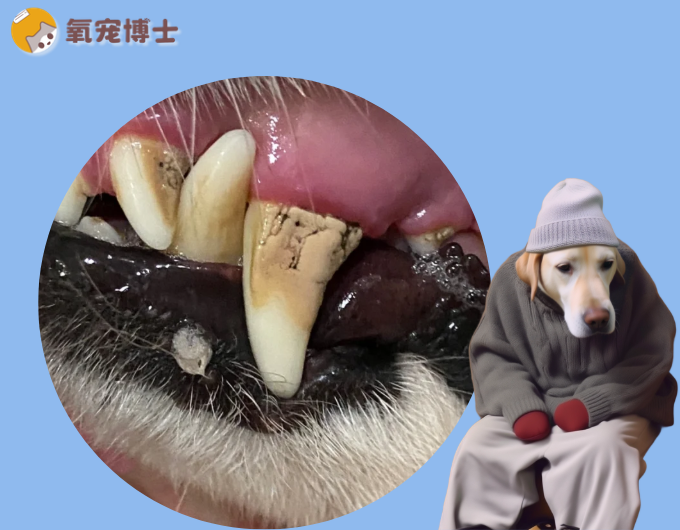 狗狗牙结石被忽视的代价