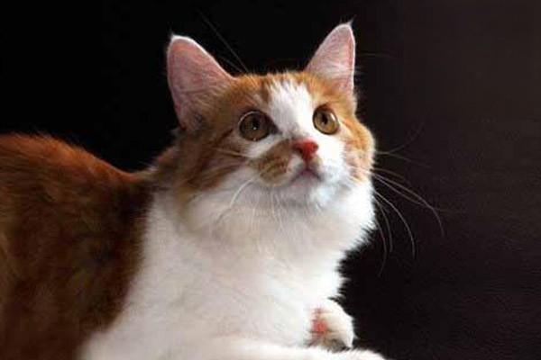 猫受伤的症状能治好吗，猫咪受伤后用什么药处理？