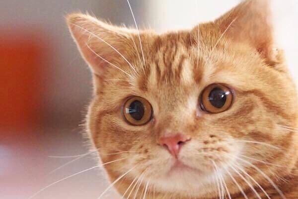 猫咪过敏性皮炎是什么样的