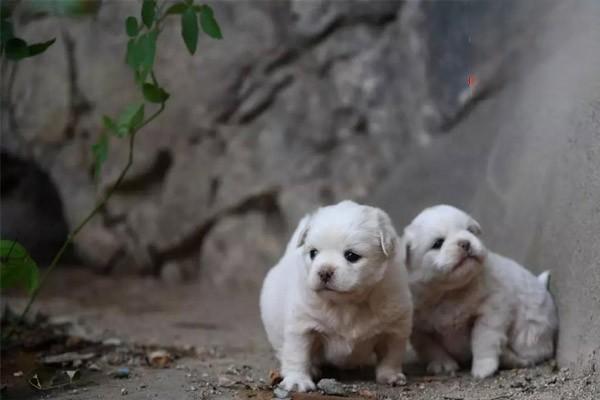 犬猫髋关节脱位