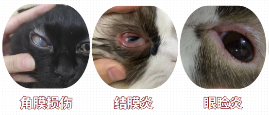 猫咪的眼睛有红棕色分泌物用点什么药？
