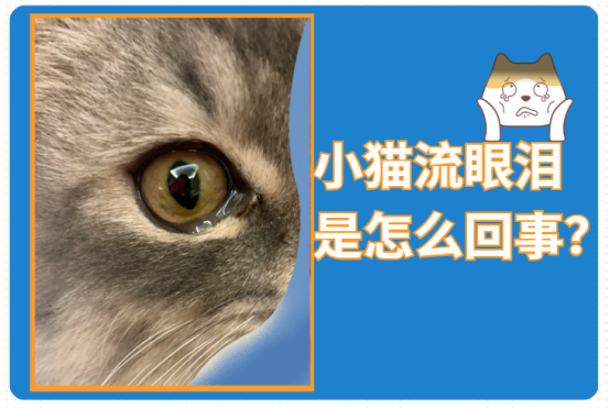 小猫眼睛流眼泪是怎么回事？
