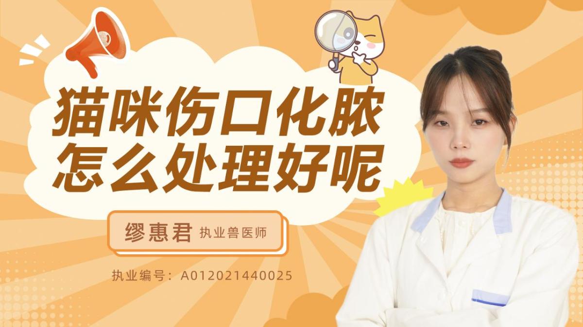 貓咪傷口化膿時怎麼處理好呢？
