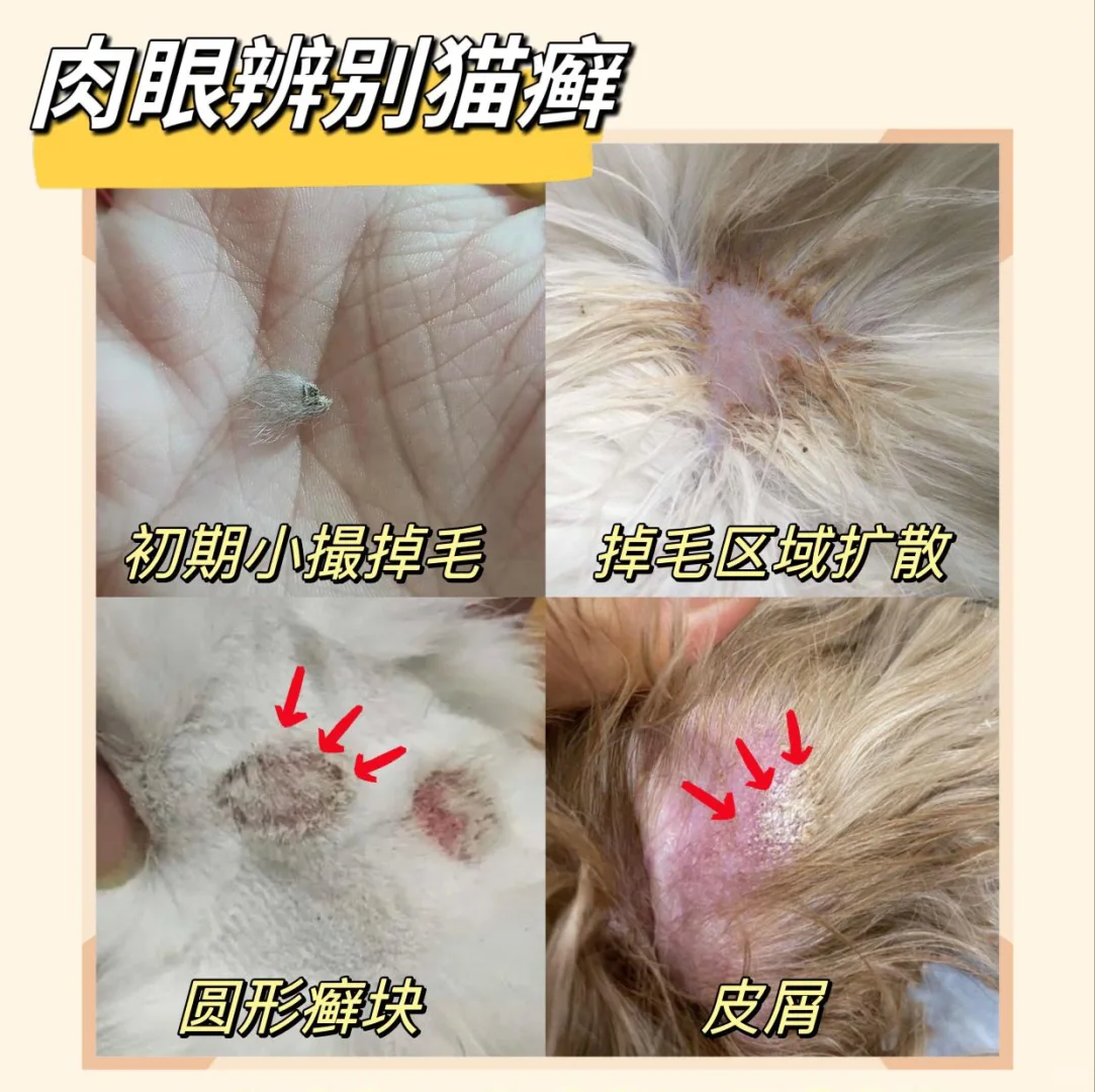 猫癣症状