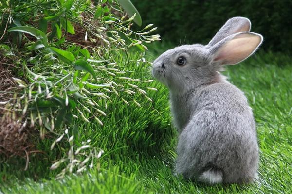 兔子怀孕后有哪些症状？