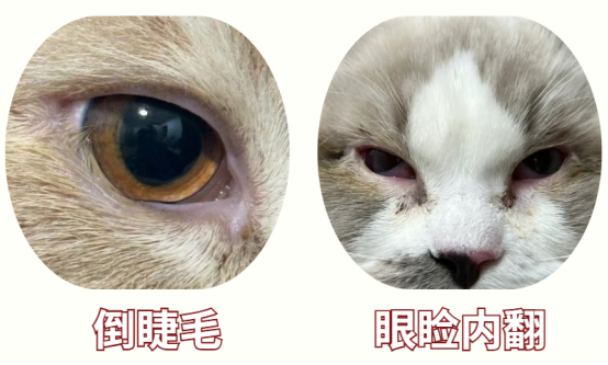 猫咪一只眼睛眼屎多用什么药？