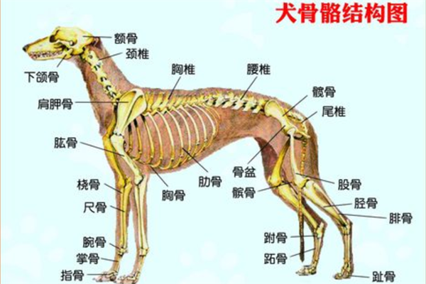 训练狗狗站着走路