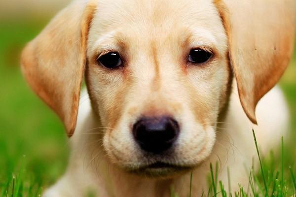 怎麼看狗狗有沒有狂犬病毒