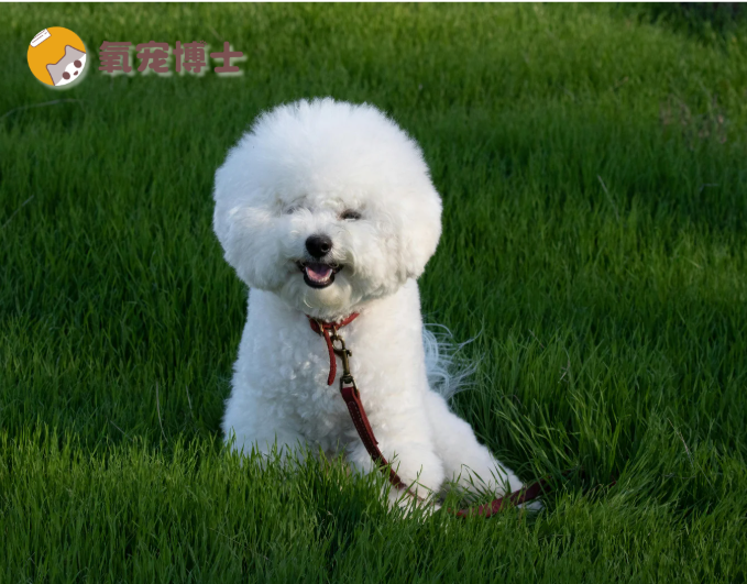 老龄犬还需要每天遛吗？