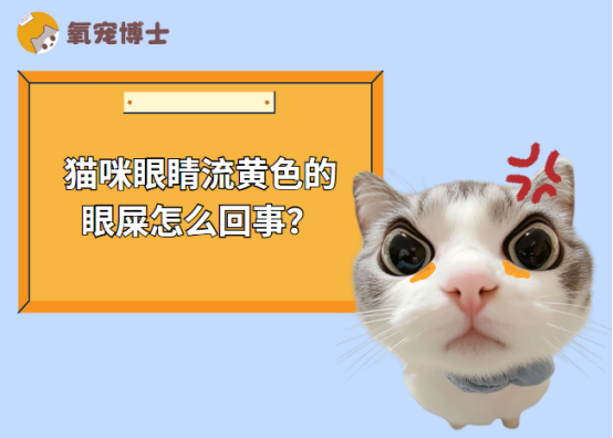 猫咪眼睛流黄色的眼屎，是上火还是发炎？