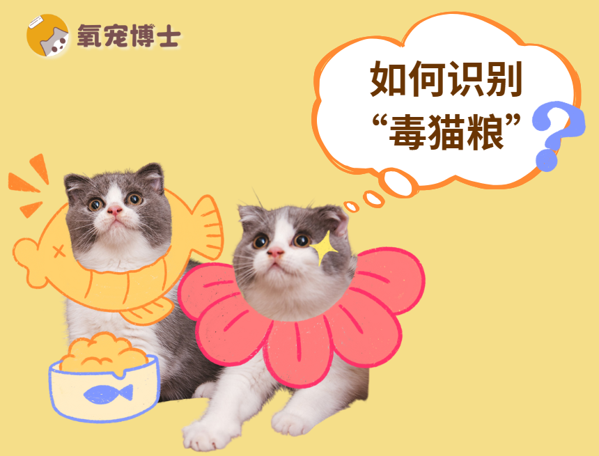 如何一眼识别毒猫粮？新手必看！