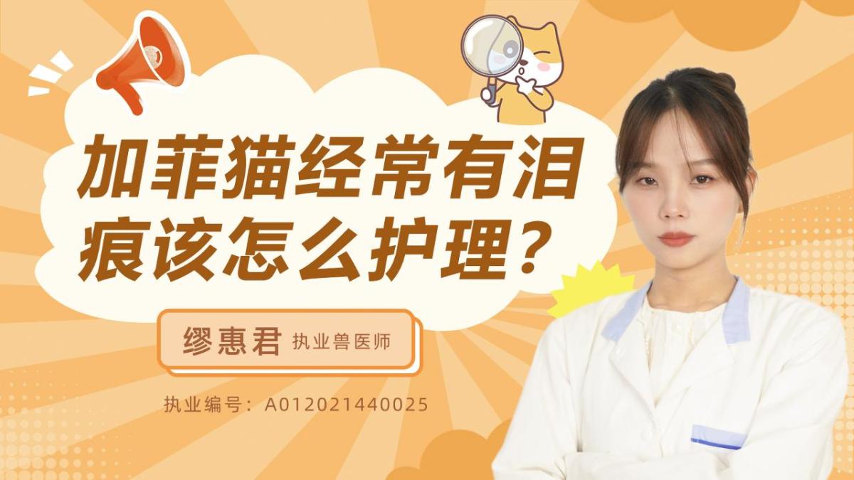 加菲猫经常有泪痕该怎么护理？
