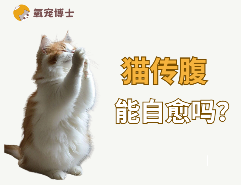 猫传腹可以自愈吗？答案只有一个