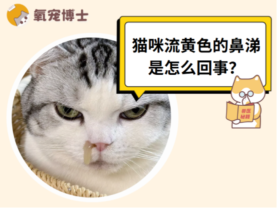 猫咪流黄鼻涕=健康红灯！这份详细用药指南建议收藏