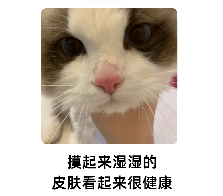 貓鼻子上的毛禿了一塊