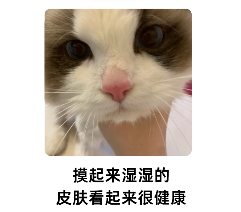 猫鼻子上的毛秃了一块