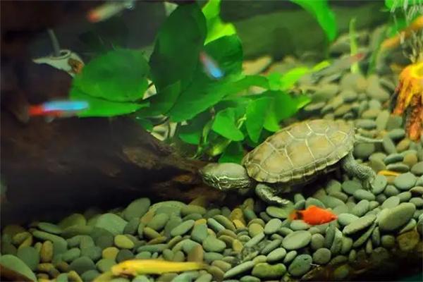 巴西龟适合干养还是水养？