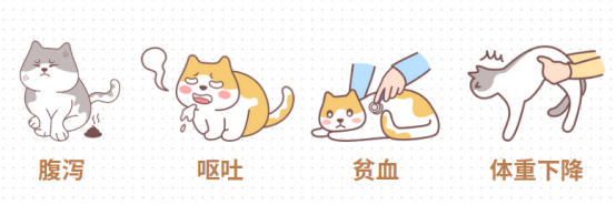 猫咪体内驱虫时间