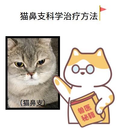 猫鼻支来袭？试试这些科学有效的治疗方法