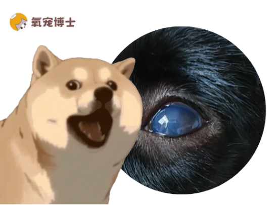 狗狗的眼睛变蓝了怎么回事？