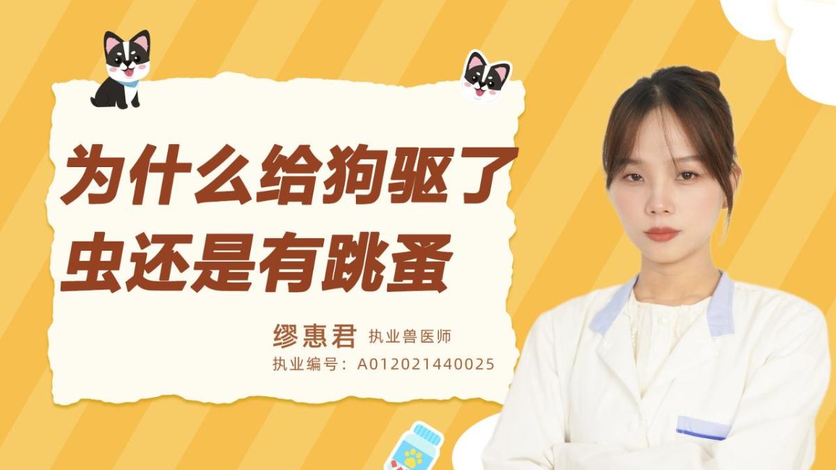 为什么狗驱了虫还是有跳蚤？